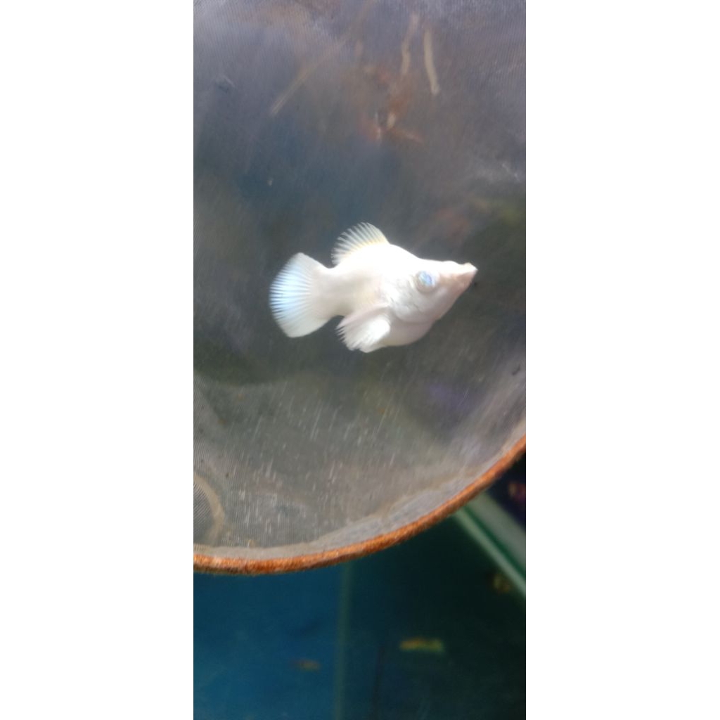 MOLLY PLATINUM BLUE EYES/MATA BIRU