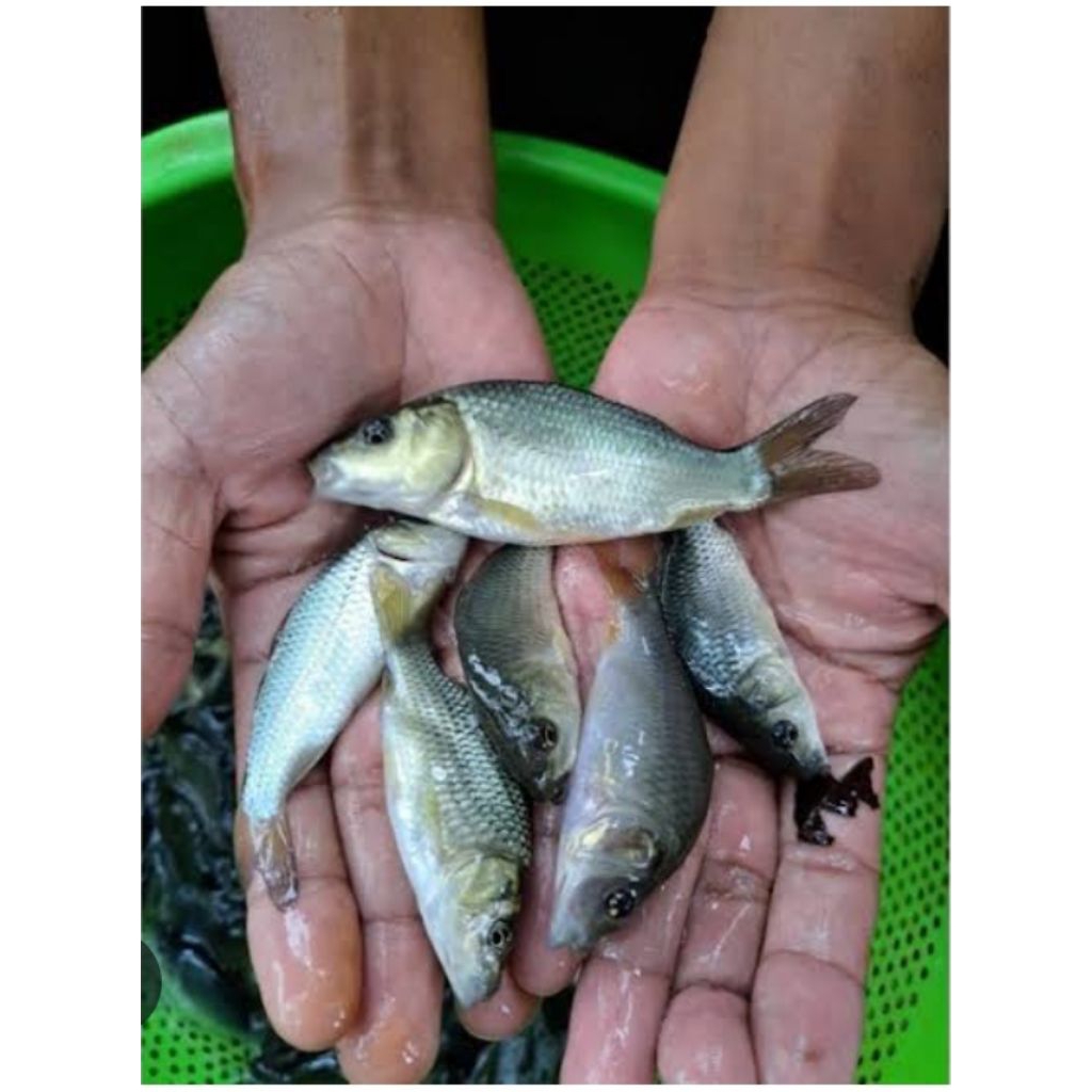 Bibit ikan mas konsumsi 8-10cm