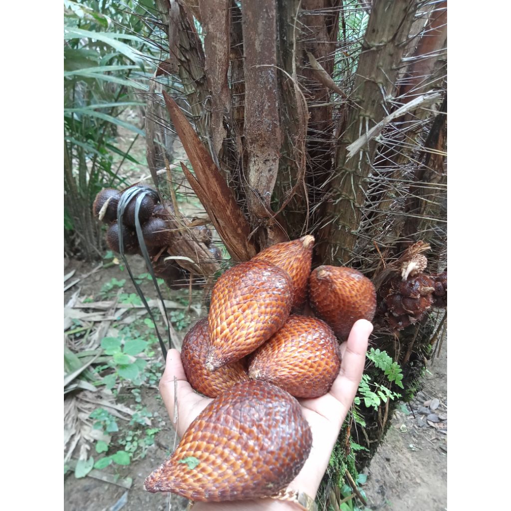 

SALAK PONDOH MANIS/SALAK PONDOH GRADE A/SALAK PONDOH RENYAH