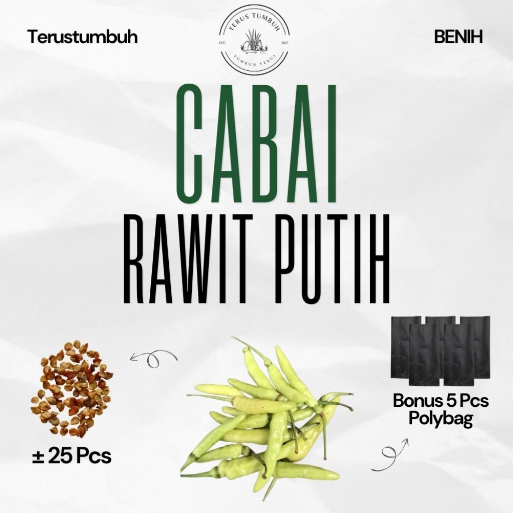 Terustumbuh - Benih Cabai Rawit Putih/Setan Lokal Super Pedas ±25 Biji Bonus 5 Pcs Polybag Cara Mena
