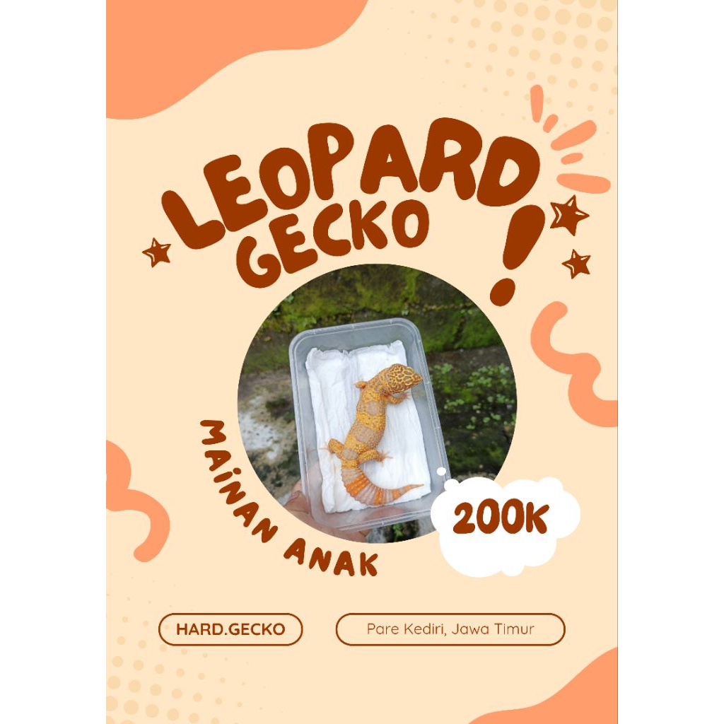 Mainan anak Gecko leopard Dewasa PROMO TERMURAH