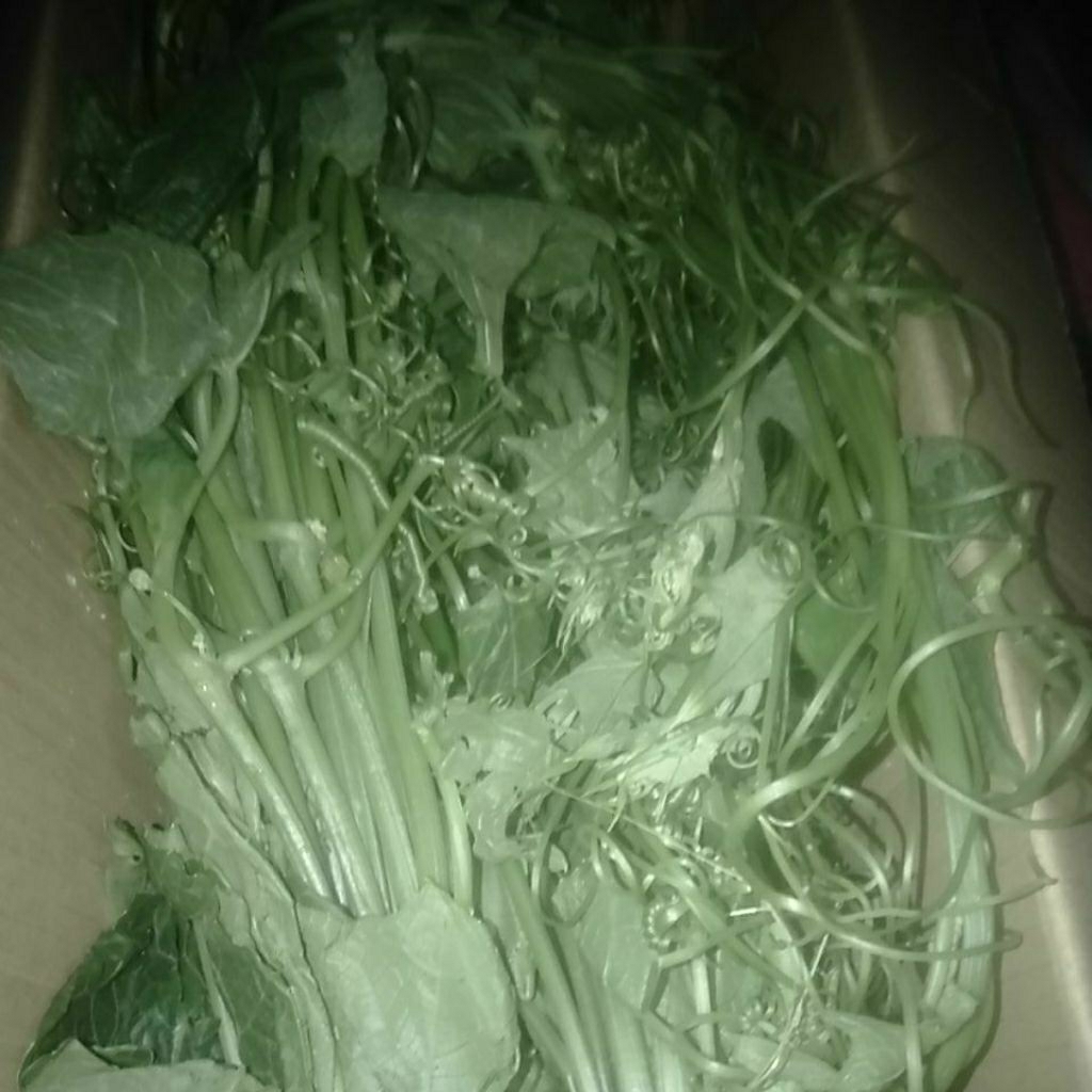 

Sayur pucuk Labu Siam segar perikat