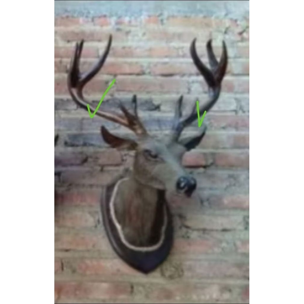 Dekorasi Dinding Patung Kayu Kepala Rusa Tanduk Lebar