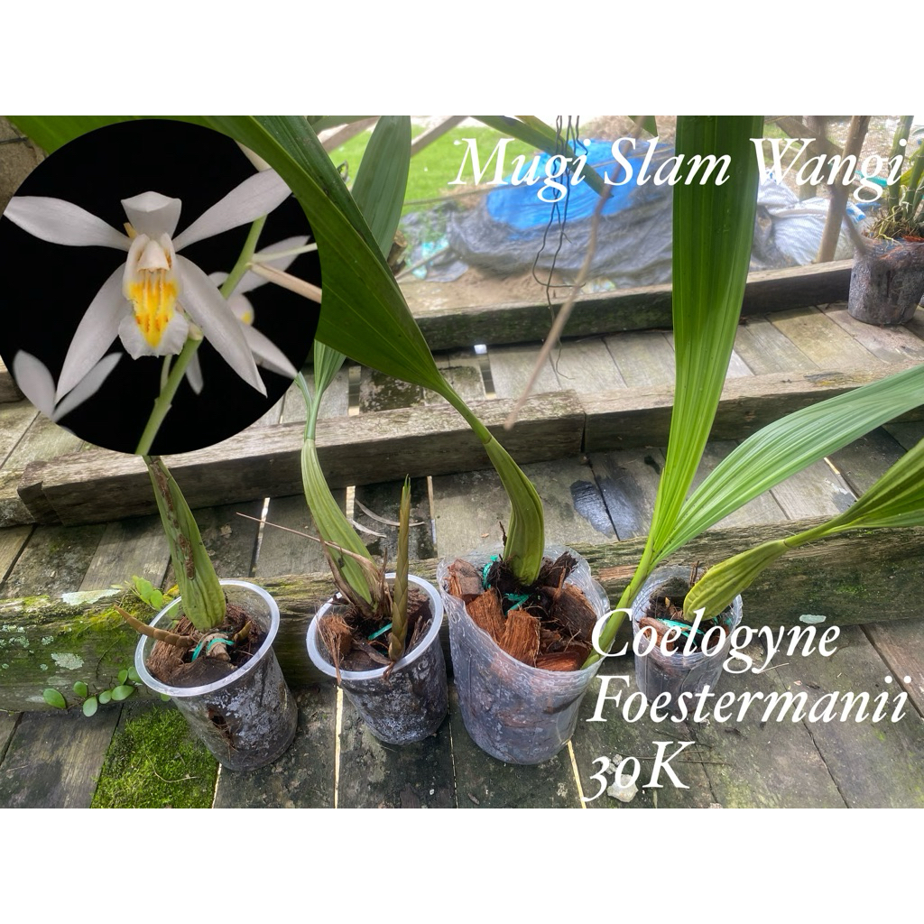 Anggrek Coelogyne Foestermanii