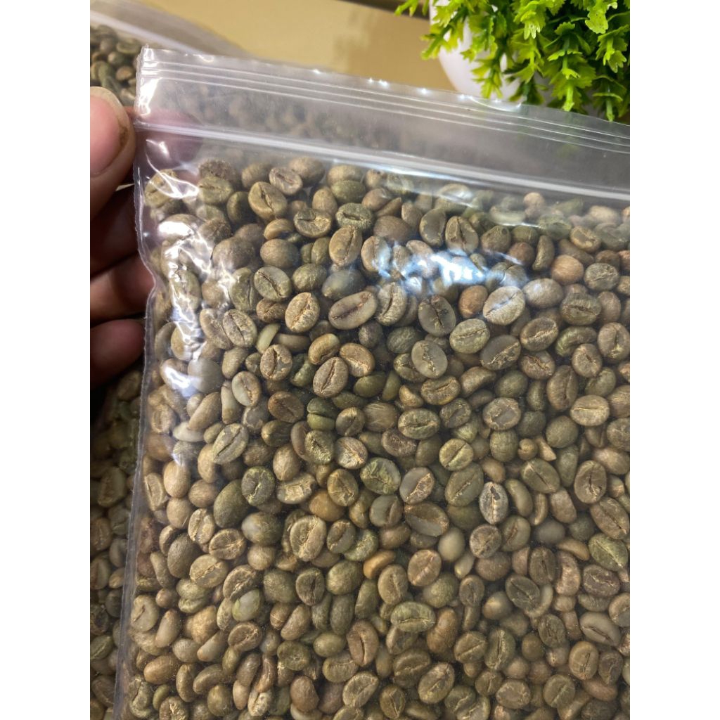 

BIJI KOPI TERPILIH ASLI SUNDA TRADISIONAL GUNUNG MAJA PAHIT KBB GRED1 1KG