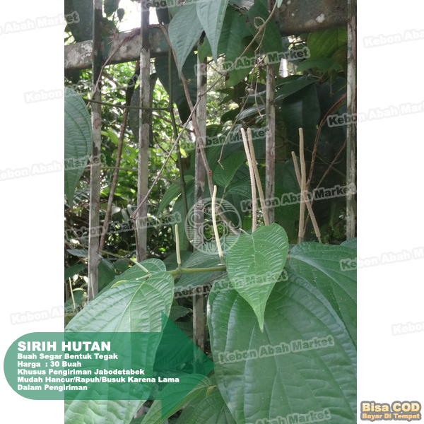 

Buah Sirih Hutan 30 Buah (Buah Tegak)