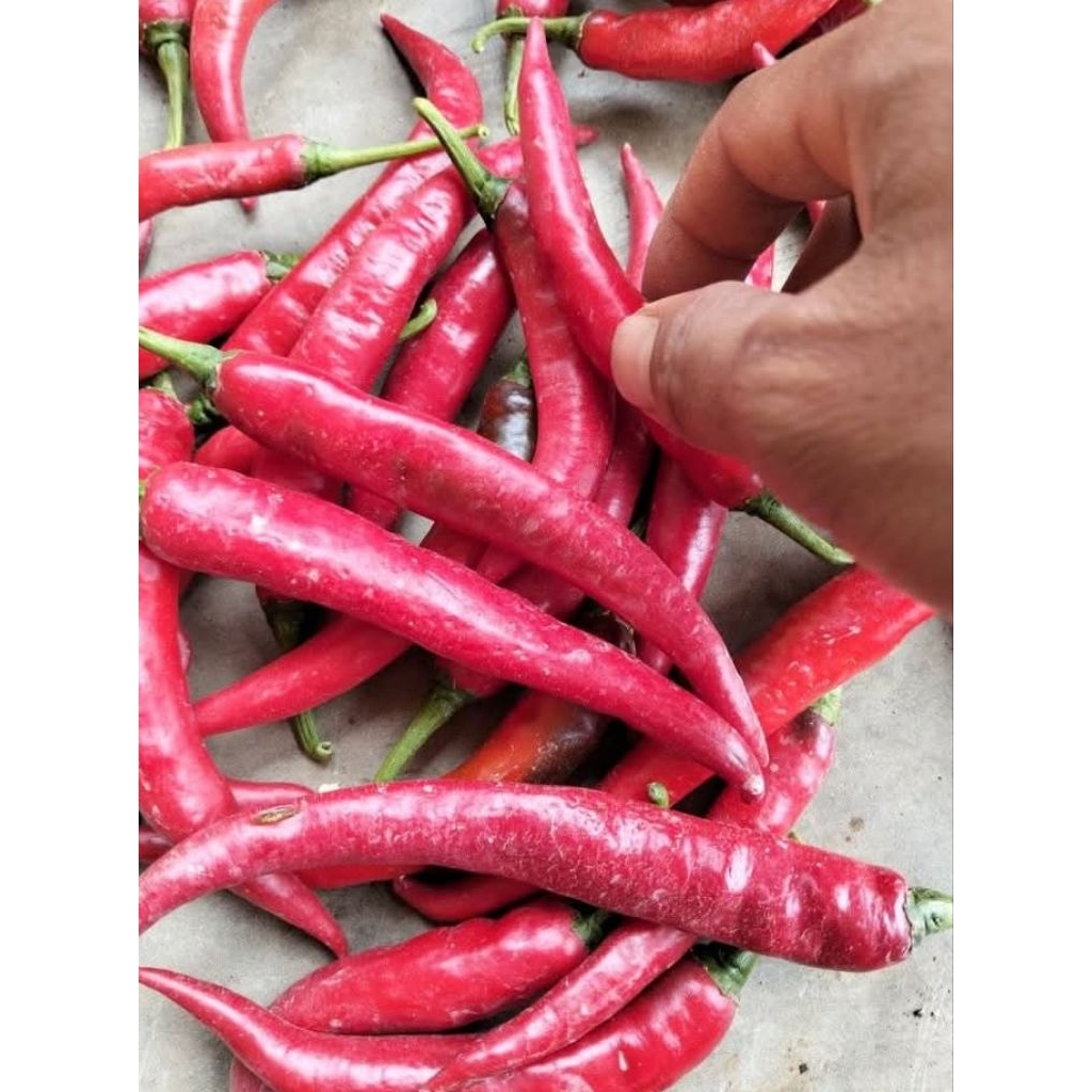 

500 gram Cabai Merah Besar / ½ kg Cabe Besar Merah Segar