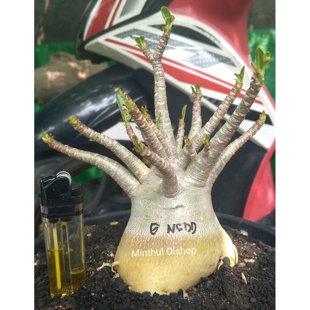Adenium karakter godji x Nsdd size jumbo pot 25 real pict