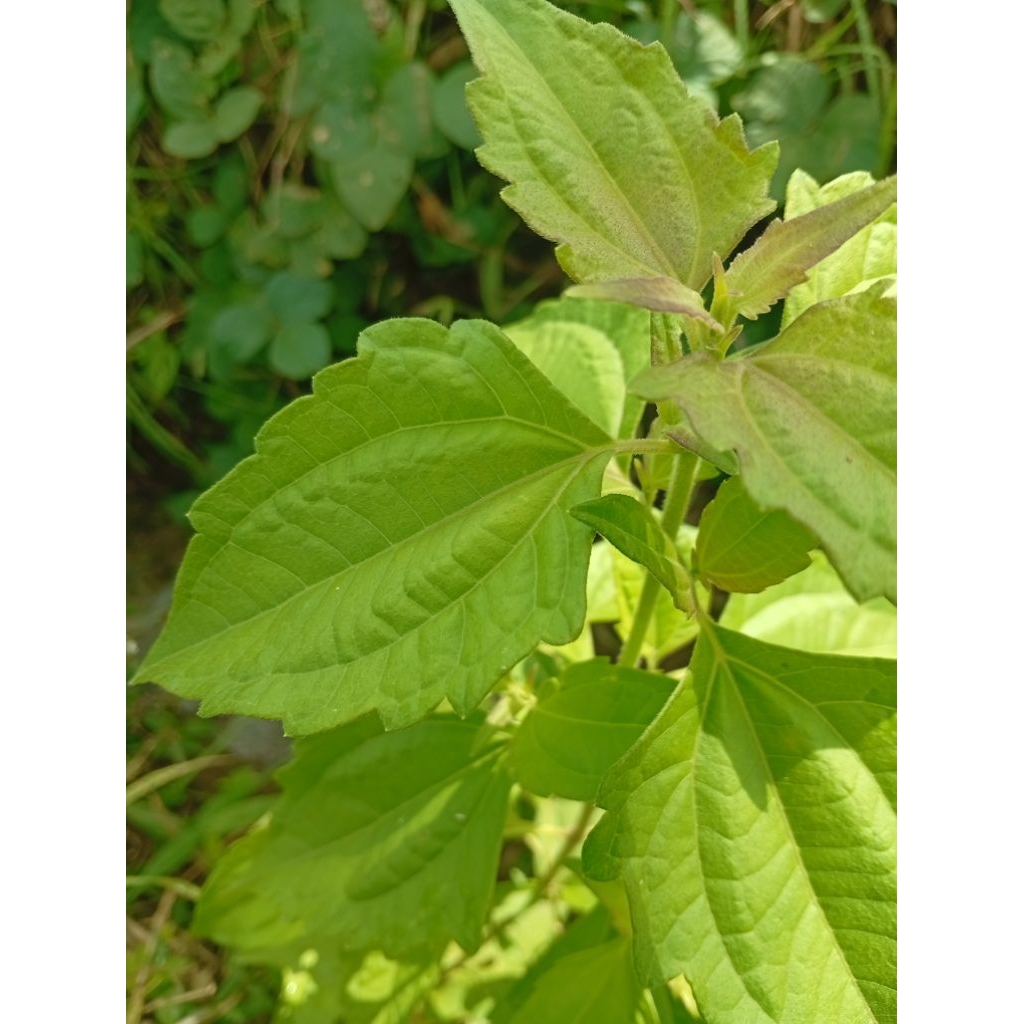 

DAUN BALAKACIDA SEGAR/KIRINYUH LANGSUNG PETIK