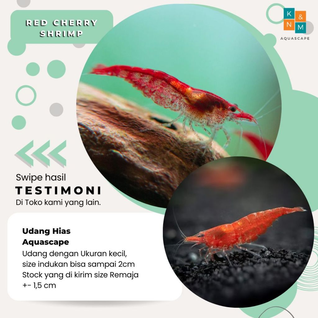 Udang Hiasan Red Cherry RCS Aquarium Aquascape