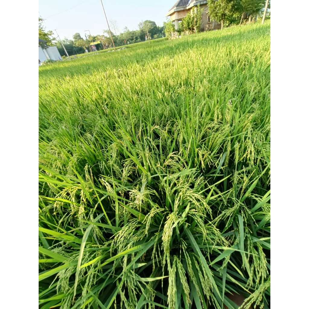 Adelonz Benih / Bibit Padi Sing Gelis (Padi Galur Nusantara)