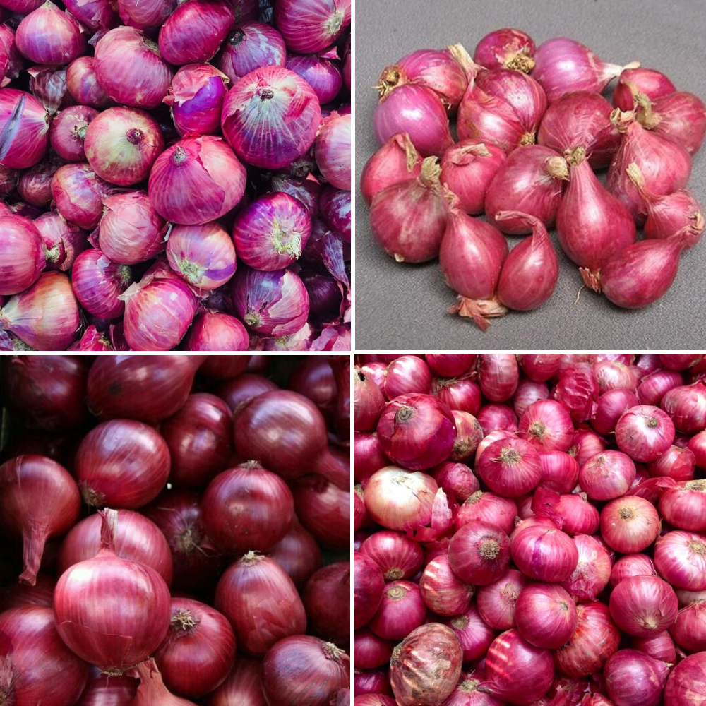

Bawang Merah Lokal Ukuran Besar – Rasa Lebih Sedap & Tahan Lama