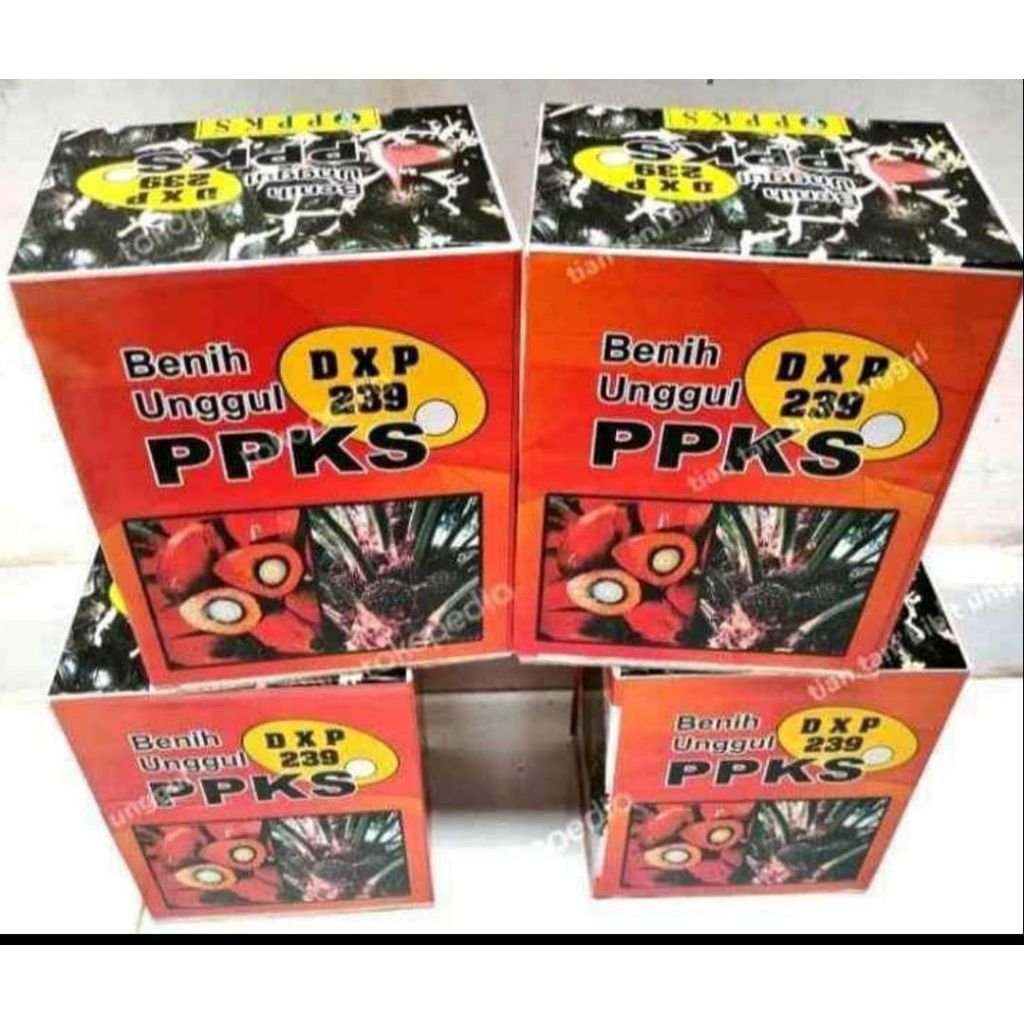 BIBIT KECAMABH SAWIT PPKS540 BERSERTIFIKAT