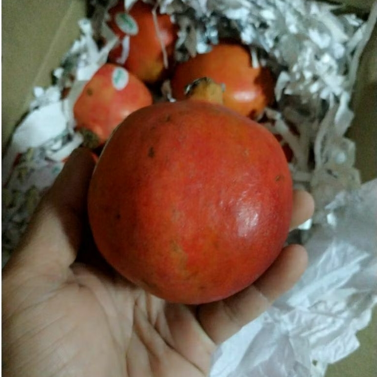 

Delima merah india per 1buah