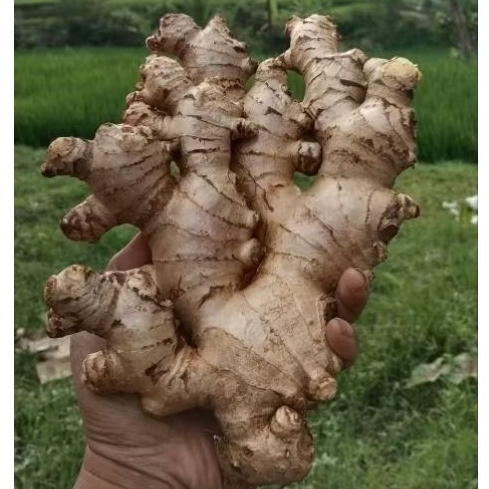 

JAHE GAJAH PREMIUM SUPER FULL TUA REMPANG BESAR 1000 GRAM