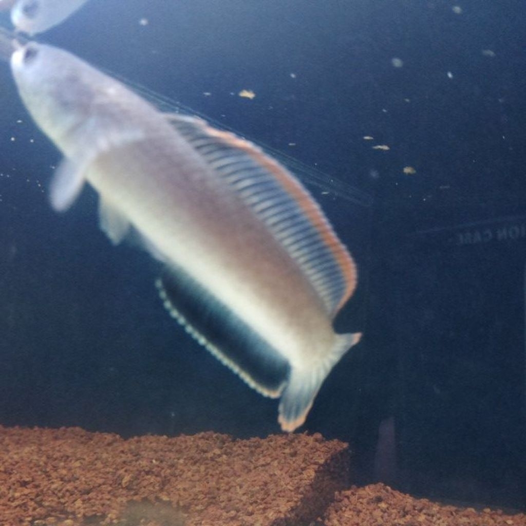 stiker limbata lawu 10/12 cm kolpri