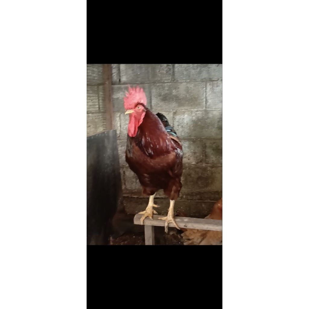 Ayam Jantan Ras Petelur RedPro Dewasa, Untuk Produksi Sendiri Bibit Petelur Ras atau Kampung