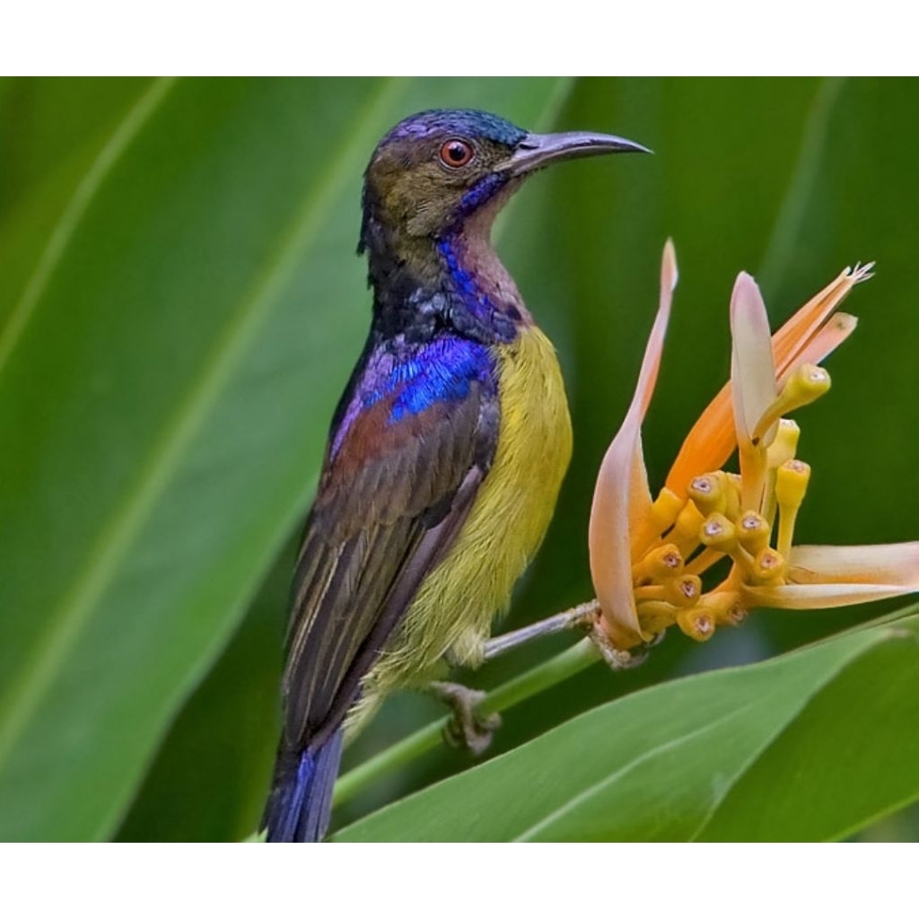BURUNG KOLIBRI KELAPA