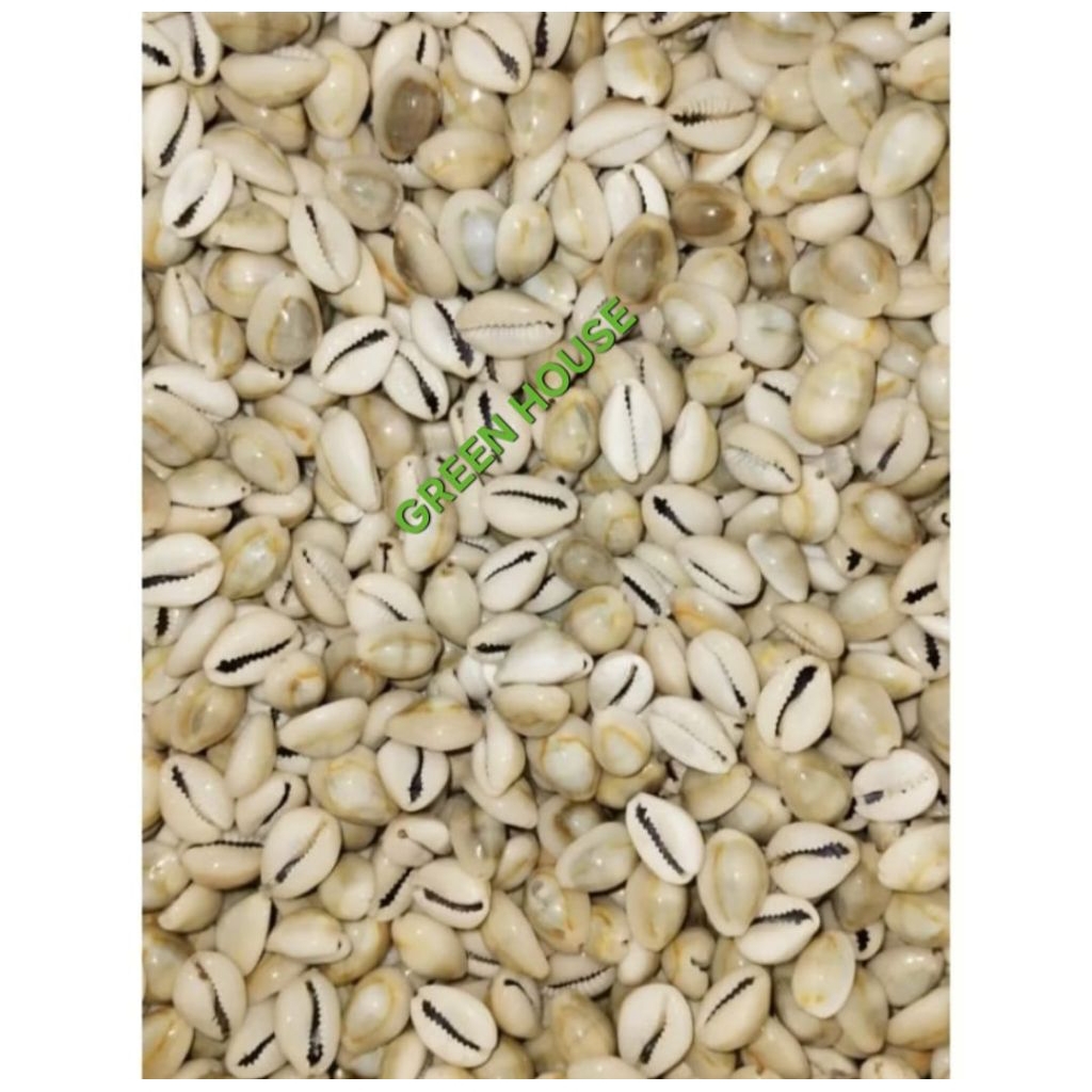 

Biji Kerang | Cangkang Kerang Buli Kopi Biji Congklak Kerang kuwuk keong Manik Kerang Laut kerang congklak Mote kerang congklak