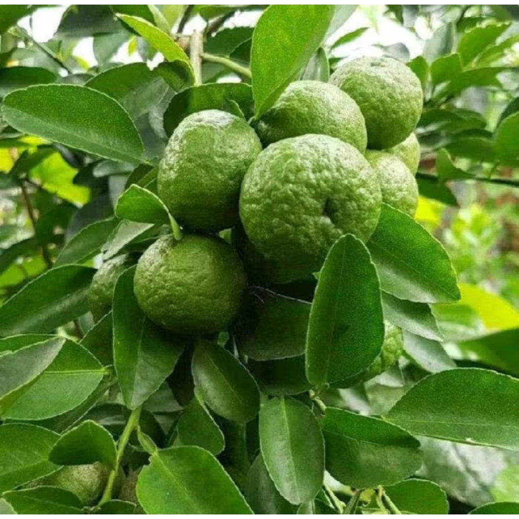 Bibit Jeruk Limau kondisi sudah berbuah lebat