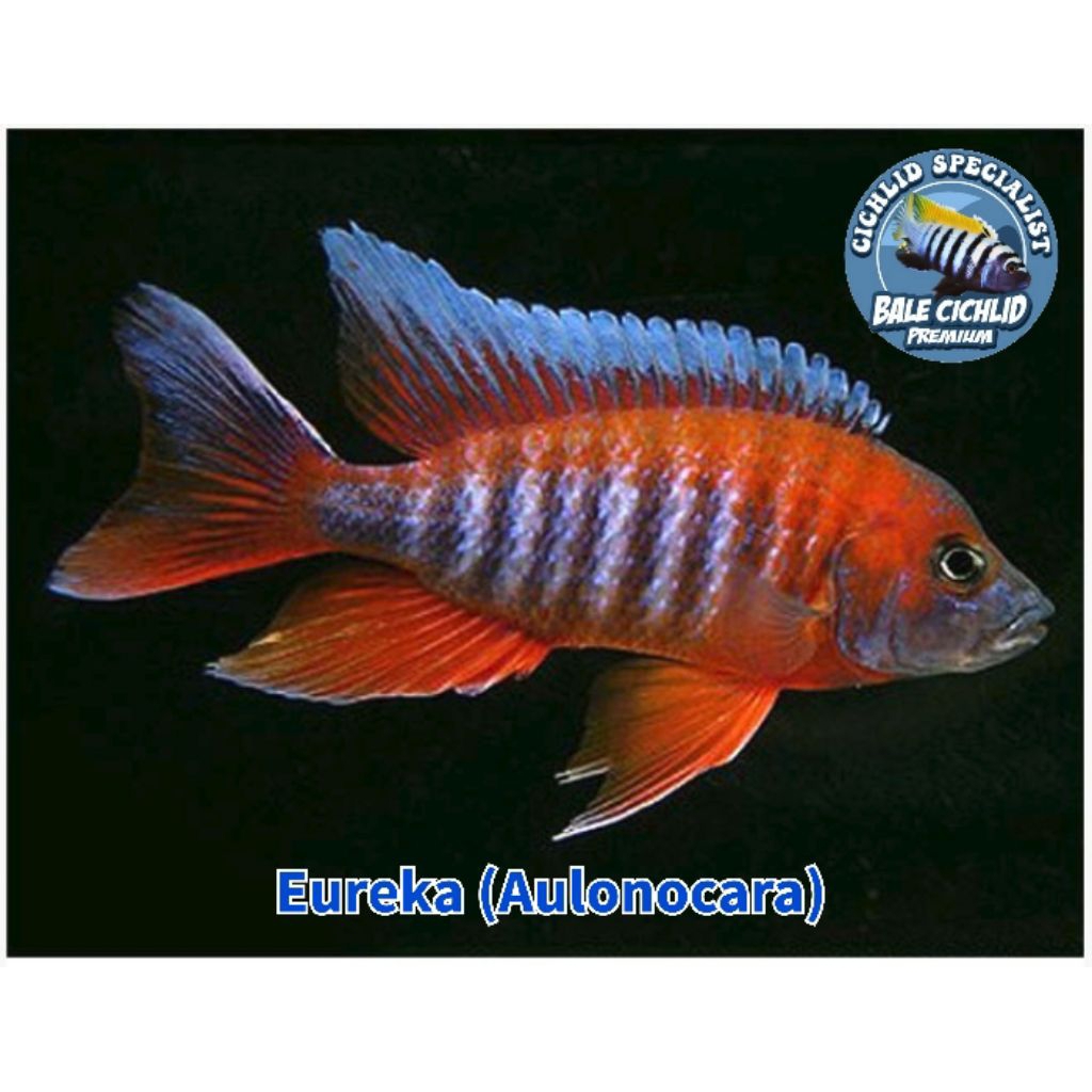 Eureka Red Peacock (Aulonocara sp.) Jacob Uereka Cichlid