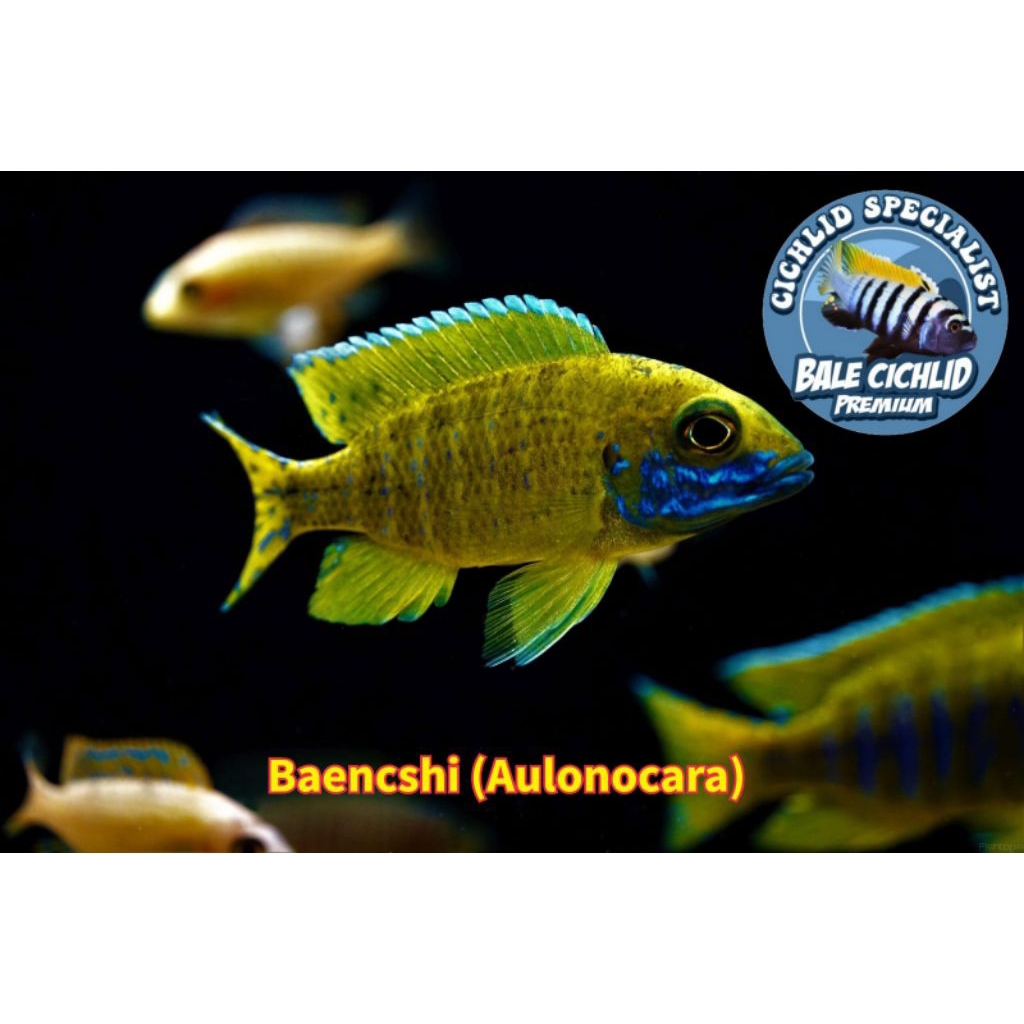 Aulonocara Baenschi / Baenshi / Baenchi Cichlid