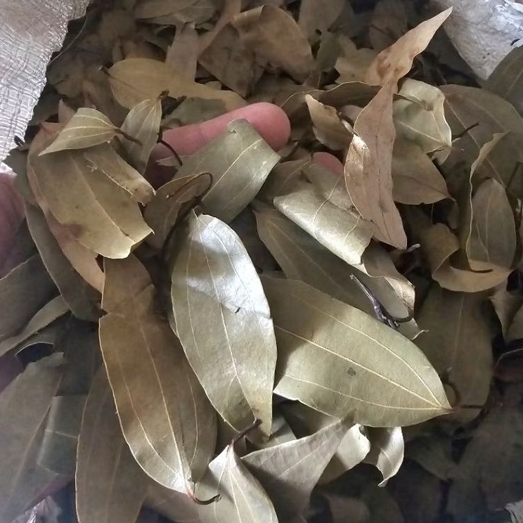 

Daun Kayu Manis Kering 100 gram - Daun Manis Jangan