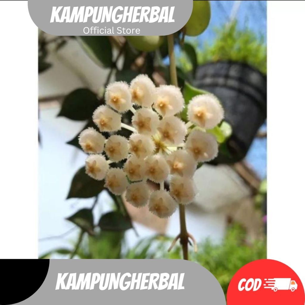 TANAMAN HIAS GANTUNG HOYA MINI LACUNOSA RIMBUN Bunga putih