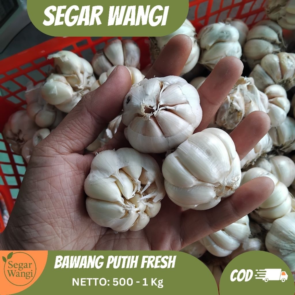 

Bawang Putih Fresh 1 Kg - Bawang Kiloan / Bawang Putih Segar