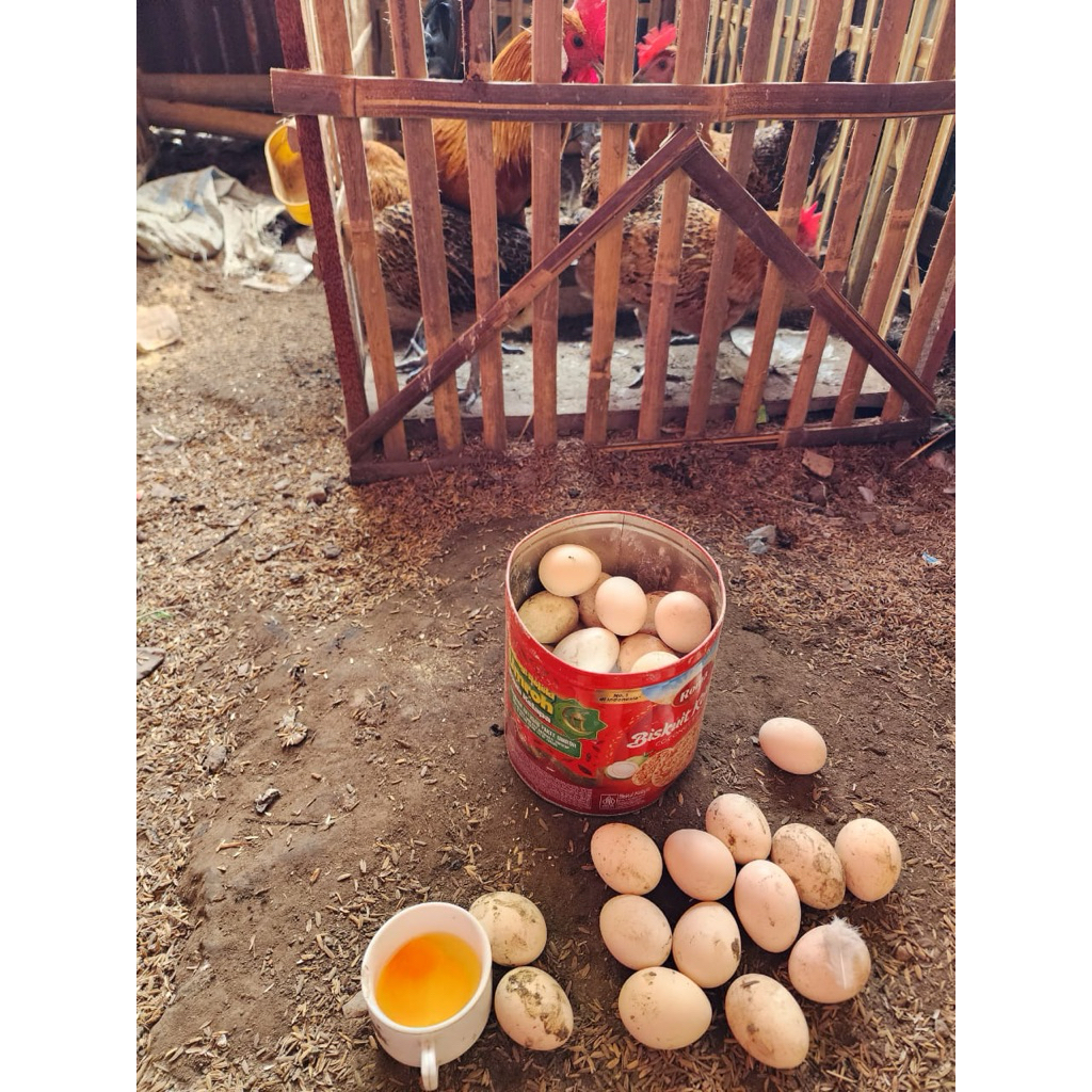 

telur elba vertil bisa menetas dan konsumsi