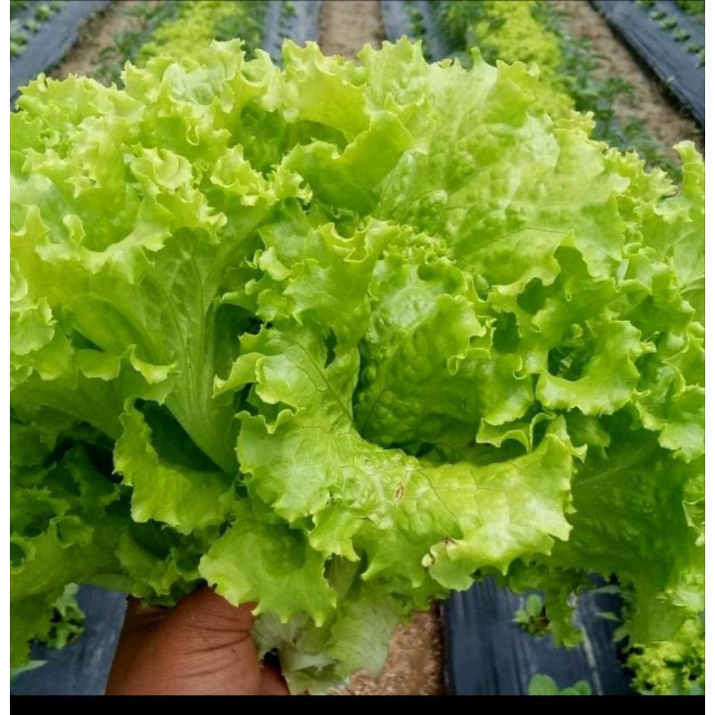 

Selada keriting atau andewi 1000gr