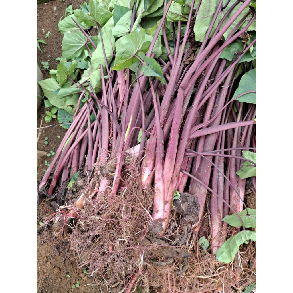 BIBIT TALAS SUPER JUMBO BOGOR PAPUA TALAS HITAM MERAH