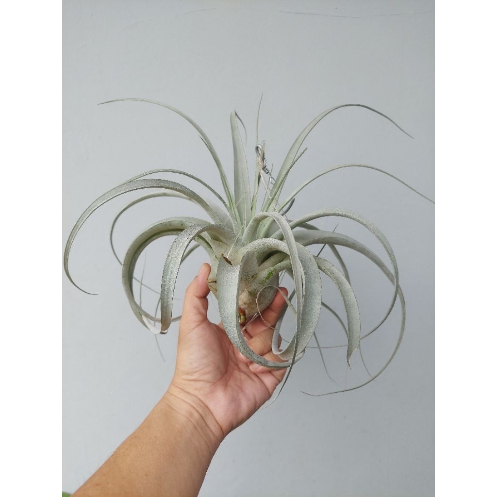 Tillandsia Xerographica