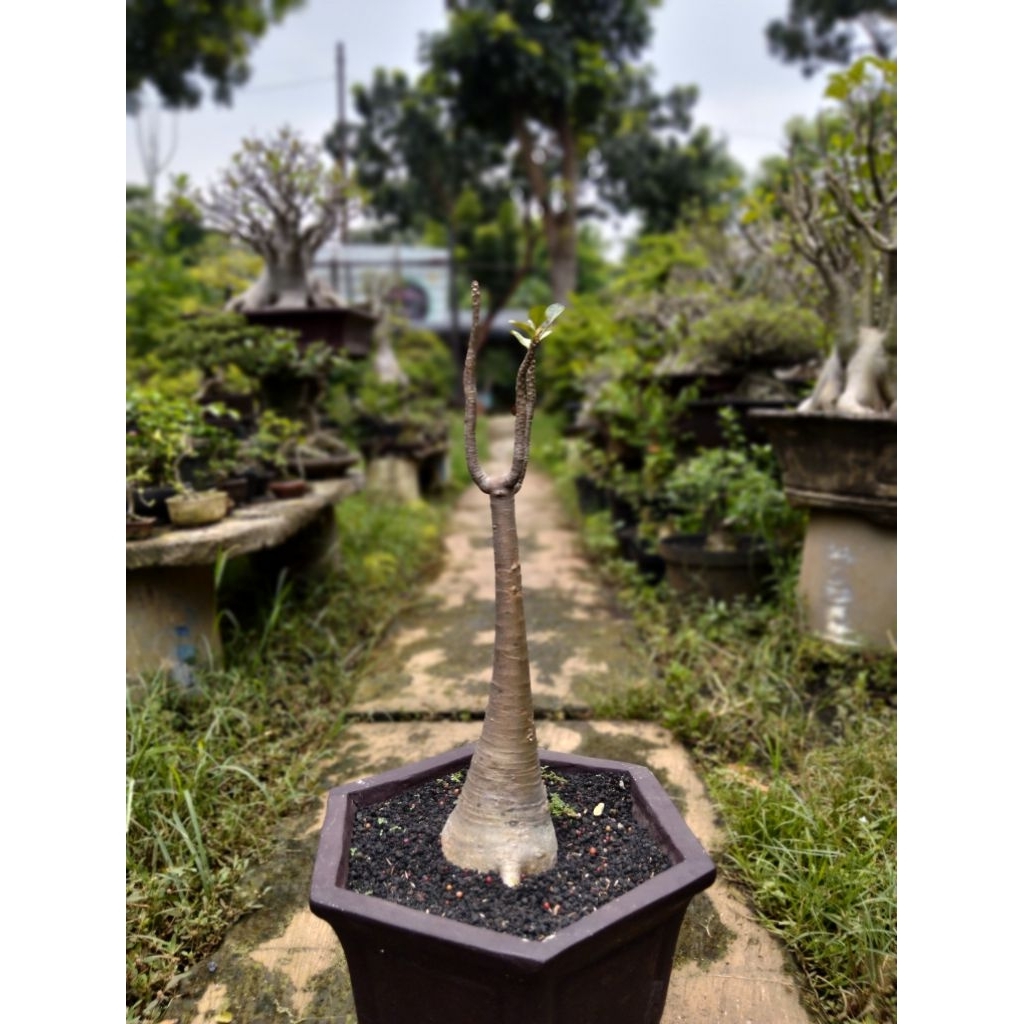 Adenium Socotranum Size M