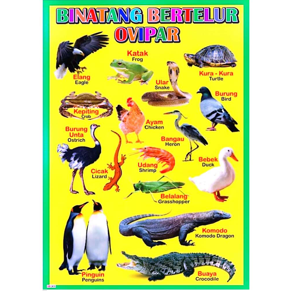 Paket 4 Poster Anak Binatang Bertelur Ovipar / Hewan Reptil & Amphibi / Sea Fish (Ikan Laut) / Burun