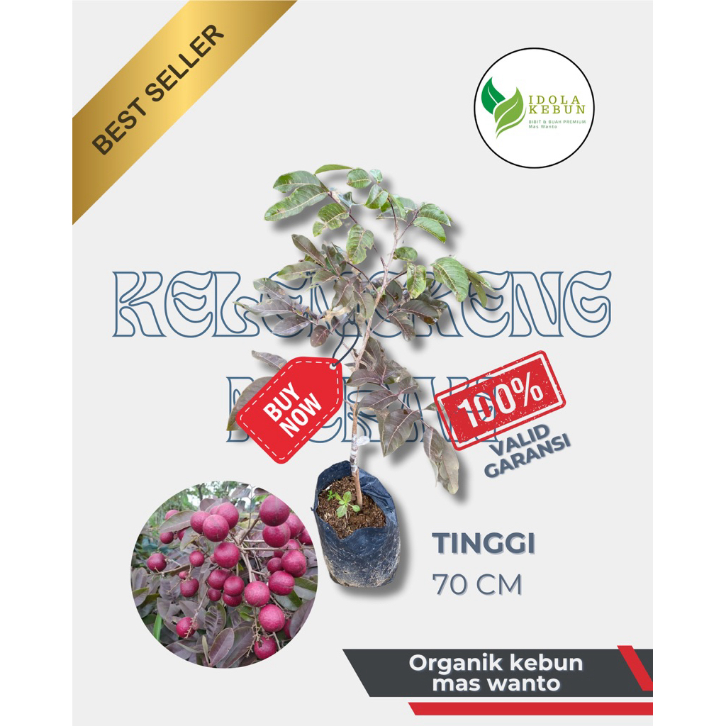 BIBIT KELENGKENG VARIETAS MERAH SUPER-BIBIT BUAH KELENGKENG MERAH-BIBIT KELENGKENG MERAH-KELENGKENG