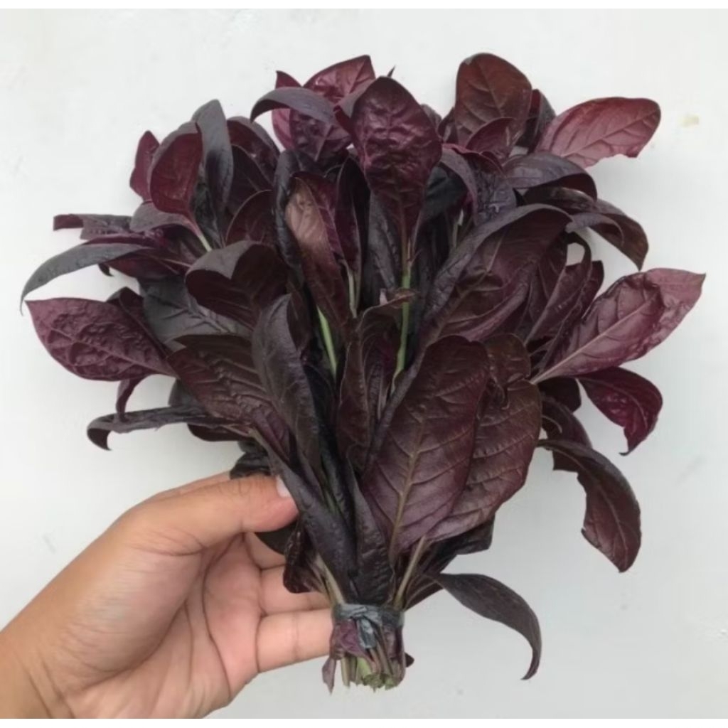 

DAUN HANDELEM FRESH/ DAUN UNGU BASAH/daun ung`gu asli/daun handelem original alami tanpa bahan kimia DI PETIK DADAKAN SAAt MSUK ORDERAN TERMURAH TERLARIS