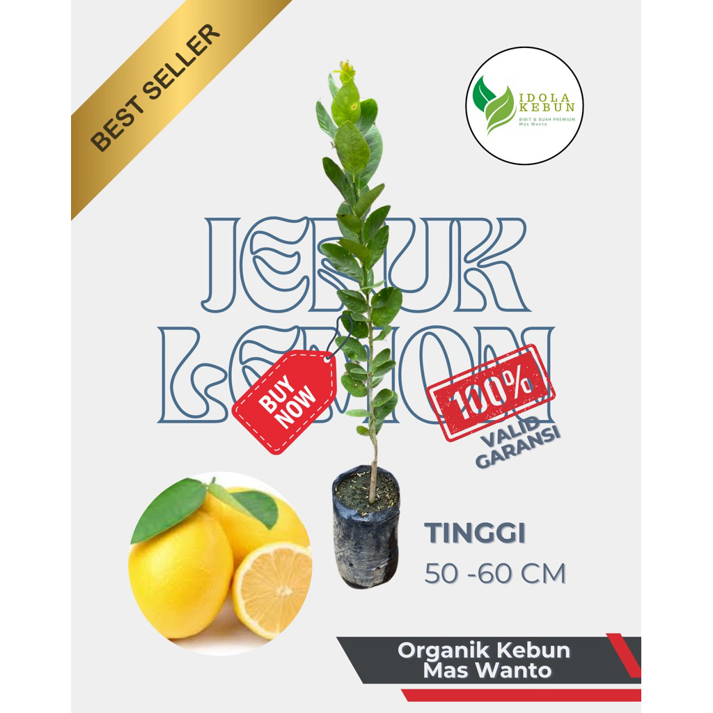BIBIT JERUK VARIETAS LEMON SUPER HASIL OKULASI-BIBIT JERUK LEMON-BIBIT JERUK-BIBIT BUAH JERUK LEMON