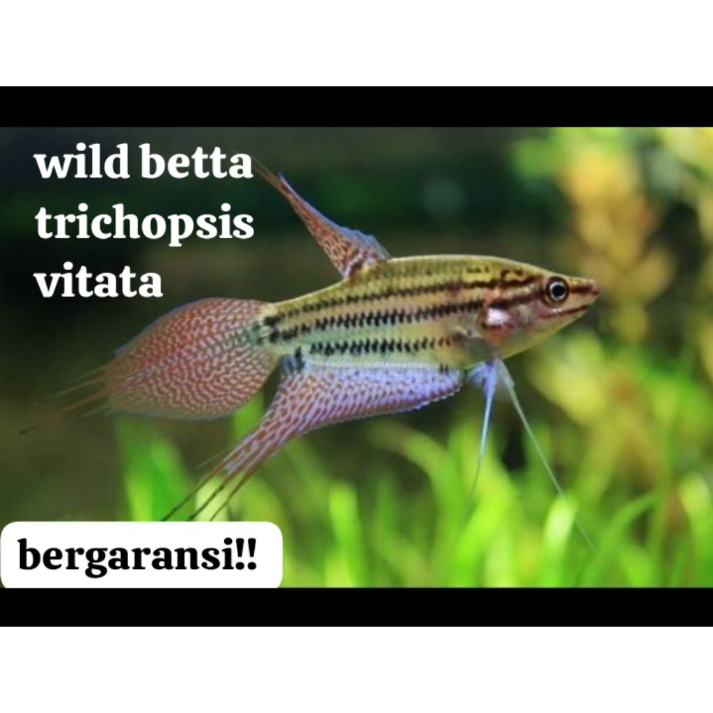 Cupang alam wild betta trichopsis vitata+pelet