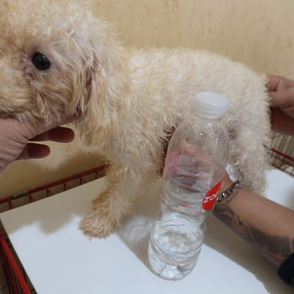 Anjing Poodle White Betina