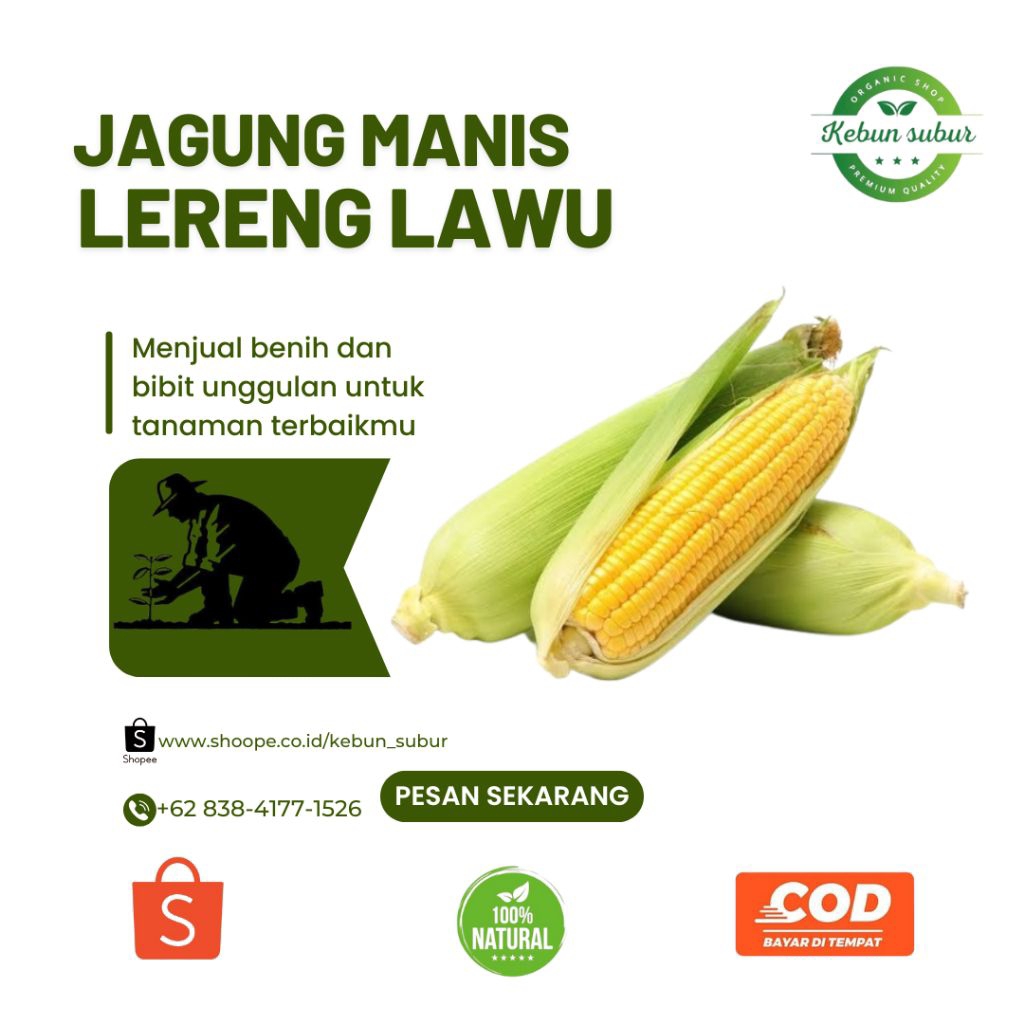 

KEBUN_SUBUR - Jagung Manis Fress Isi 3 Berkualitas