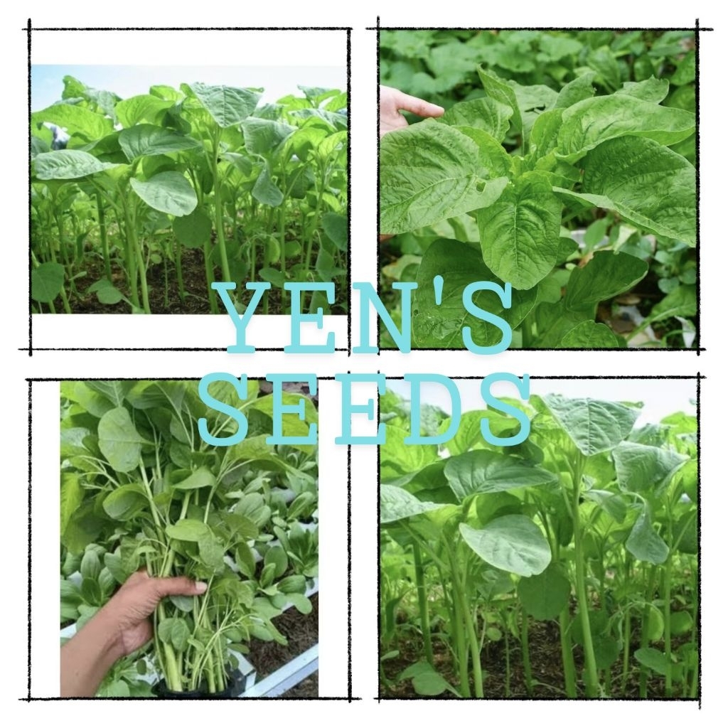 Benih Bayam Hijau Maestro ( 5000 Butir )