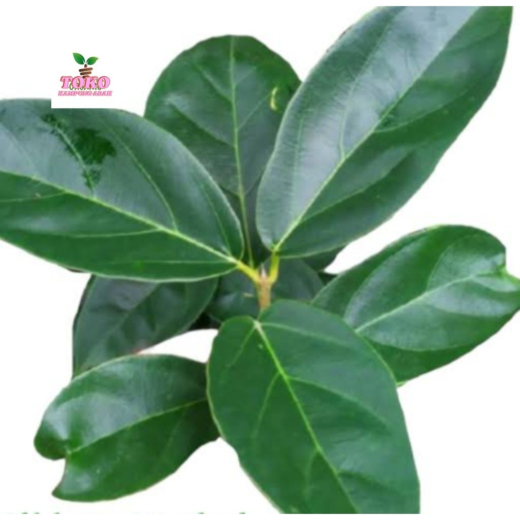 

daun cincau segar fresh 500grm