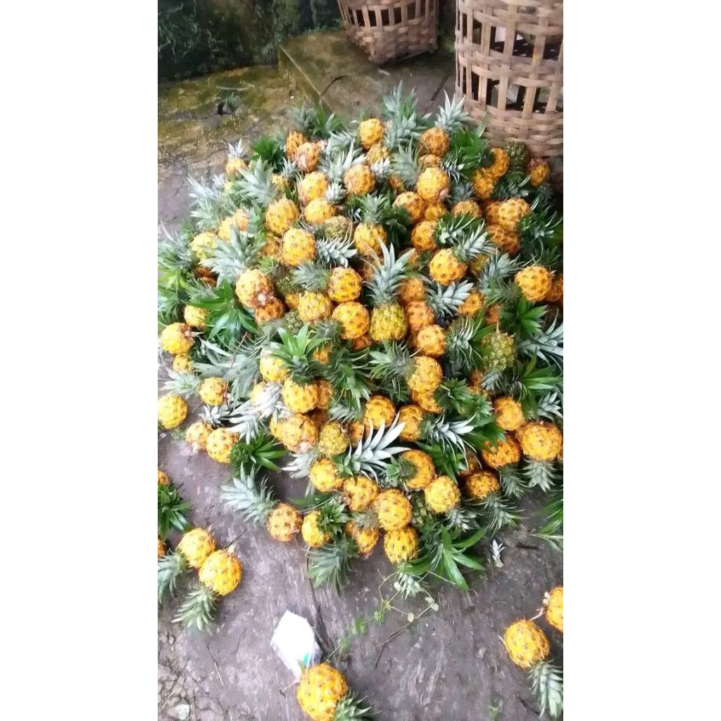 

nanas madu pemalang