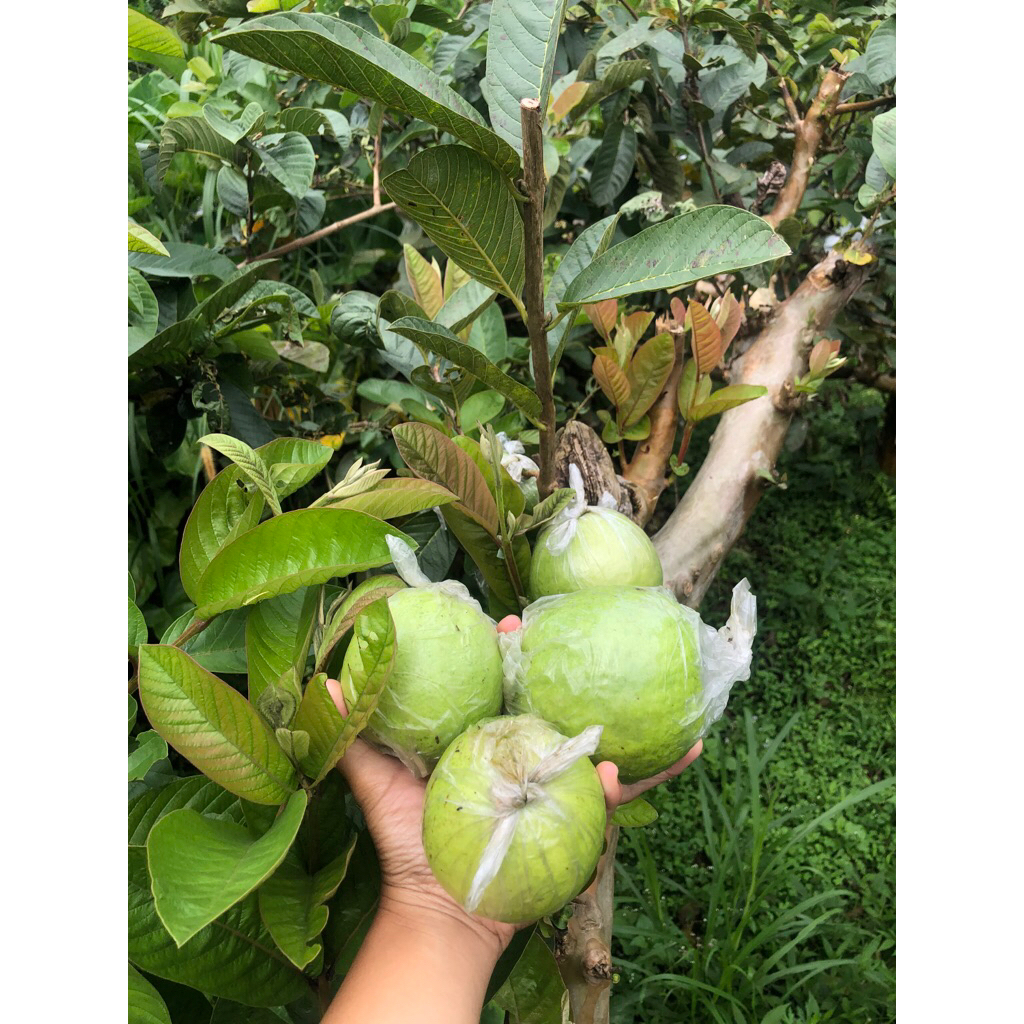 Jambu Biji Merah (Jambu Jus)