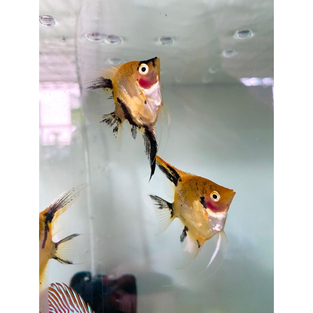 Richie IKAN hias Aquarium Manfish Red Devil size 3 cm