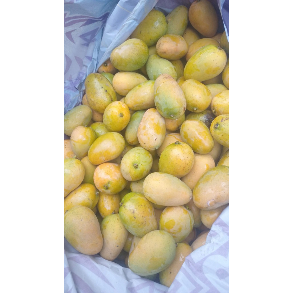 

mangga Toba asli