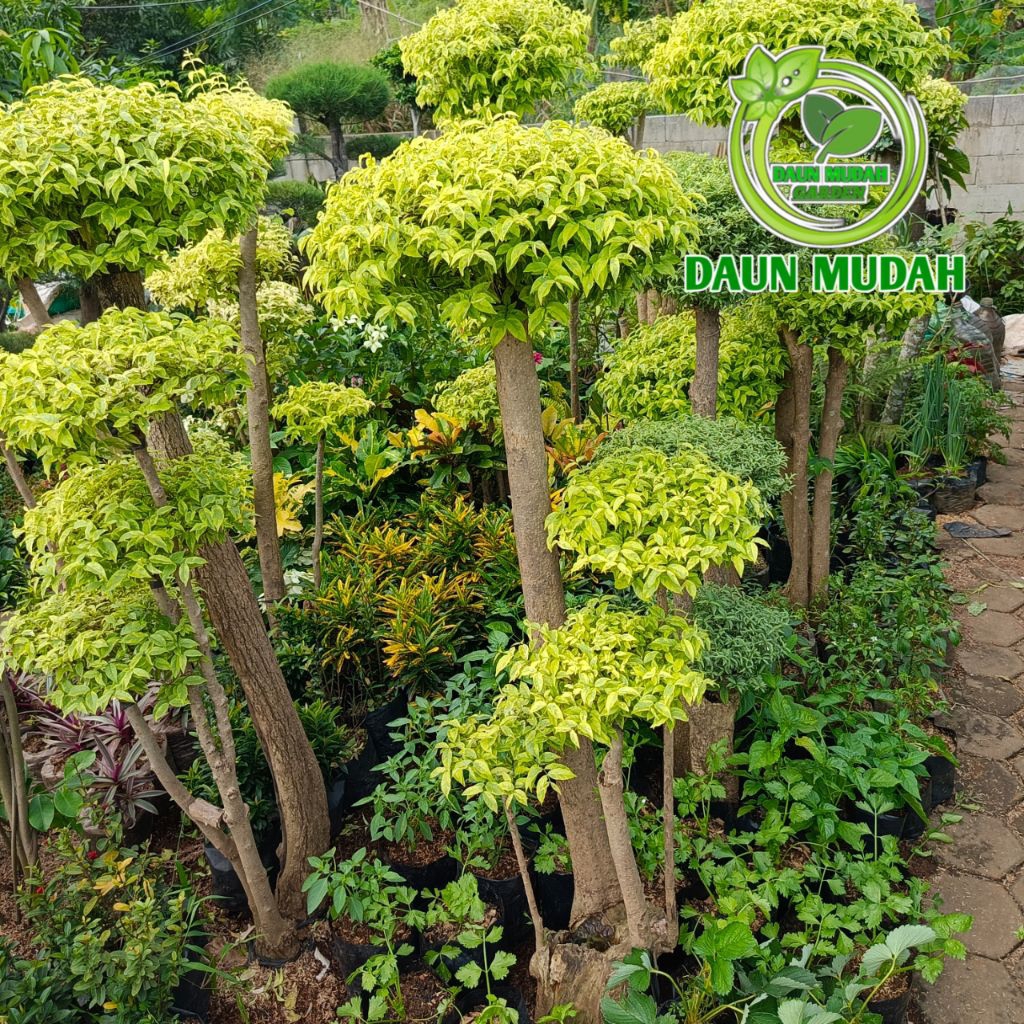 tanaman hias bonsai anting putri rimbun / bonsai anting putri