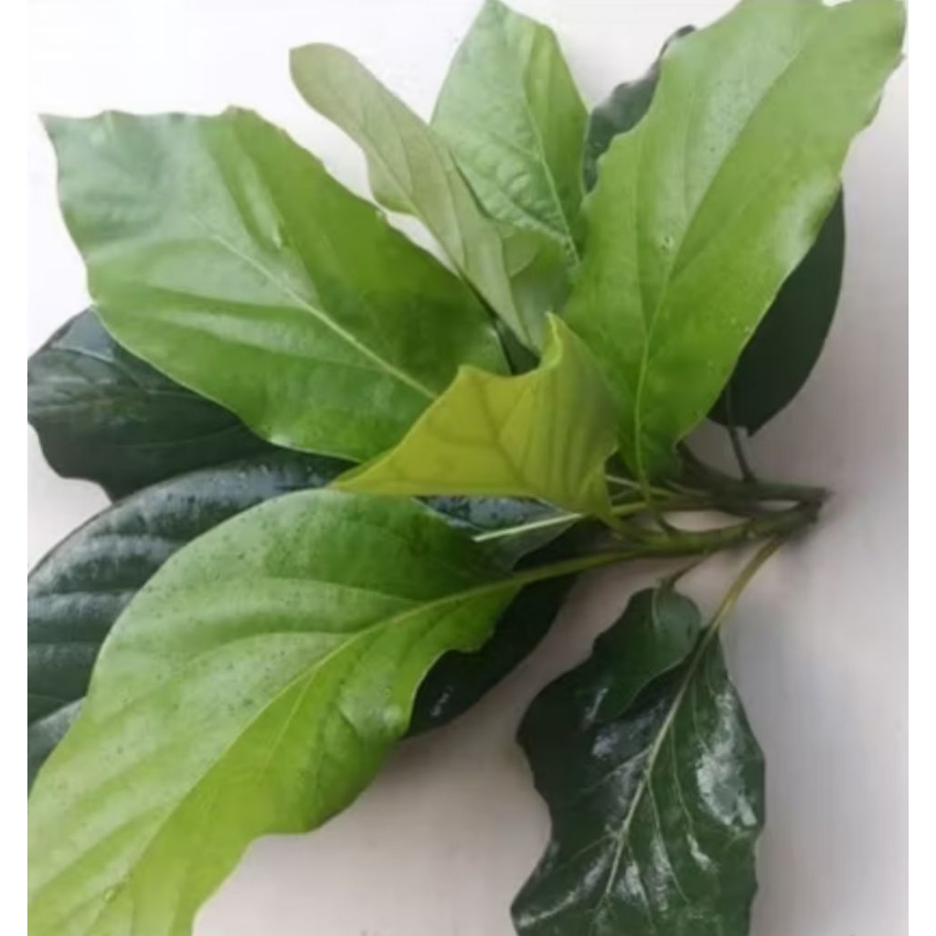 

DAUN ALPUKET 100 PCS,. SEGAR BARU PETIK #HERBAL