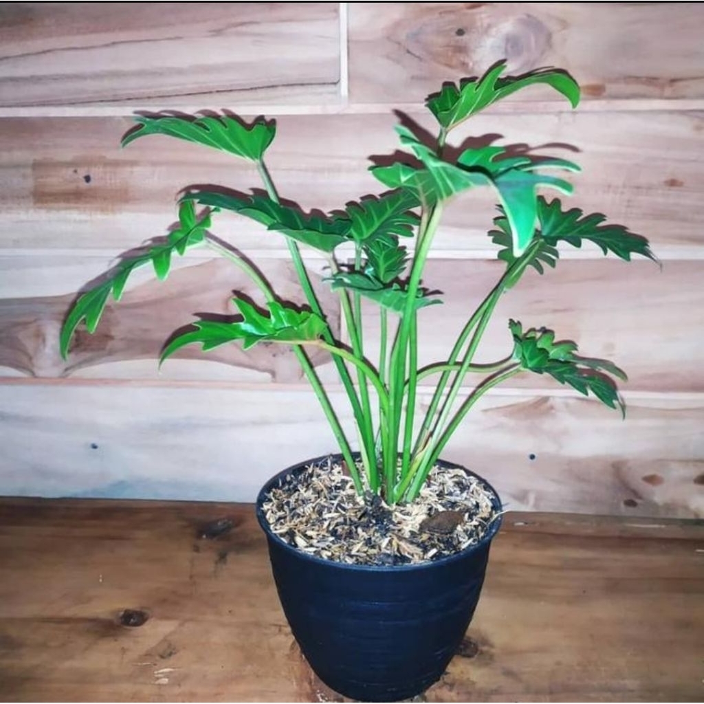 philodendron xanadu